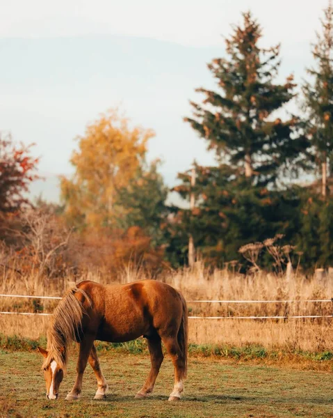 一匹漂亮的棕色马在吃草 — 图库照片