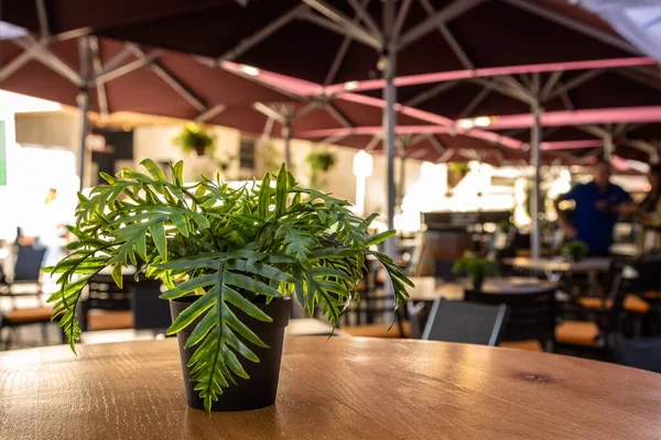 カフェの木のテーブルの上に鉢植え — ストック写真