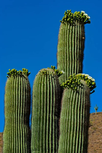 Sebuah Gambar Vertikal Saguaro Cacti Tumbuh Padang Pasir Phoenix Arizona — Stok Foto