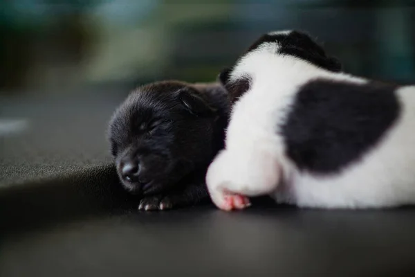 かわいい新生児の子犬が眠っている — ストック写真