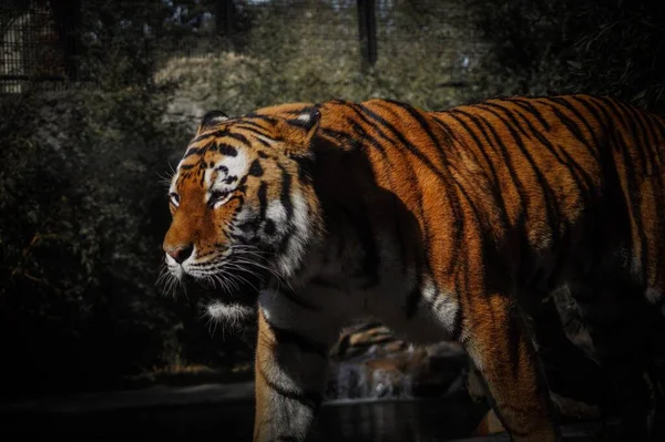 Közelkép Egy Amur Tigrisről Aki Sötétben Sétál Erdőben — Stock Fotó