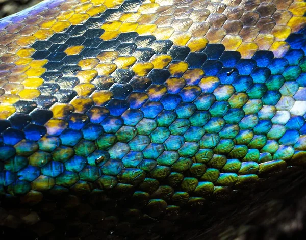 Zbliżenie Ujęcia Łuski Kolorowego Węża — Zdjęcie stockowe