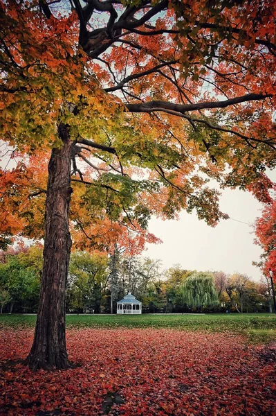 Vetisk Bild Färgglad Höst Träd Röd Höst Fallande Löv Parken — Stockfoto