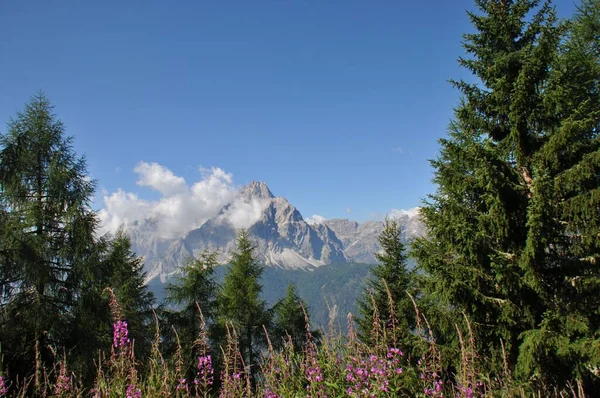 Wielkie Skaliste Góry Alp Włoszech Otoczone Zielonymi Drzewami Tle Błękitnego — Zdjęcie stockowe