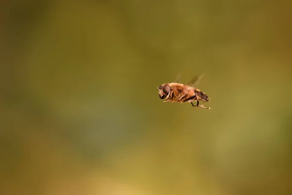 Ein Selektiver Fokus Einer Schwebfliege Flug — Stockfoto