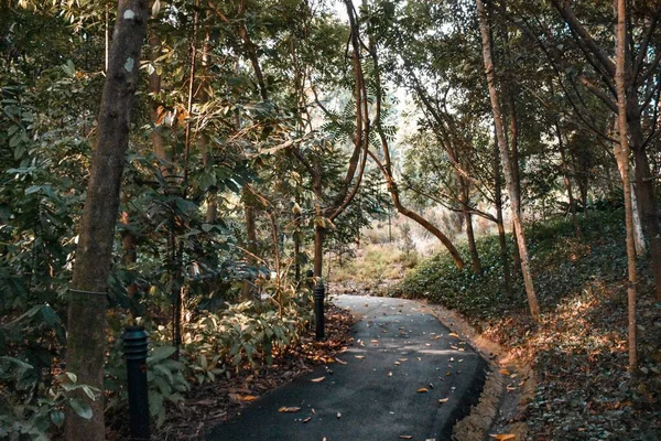 Ścieżka Spacerowa Singapore Botanic Gardens Singapur — Zdjęcie stockowe
