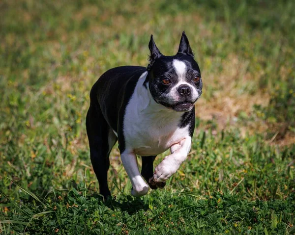 Een Schattige Kleine Schattige Zwarte Boston Terrier Loopt Een Veld — Stockfoto