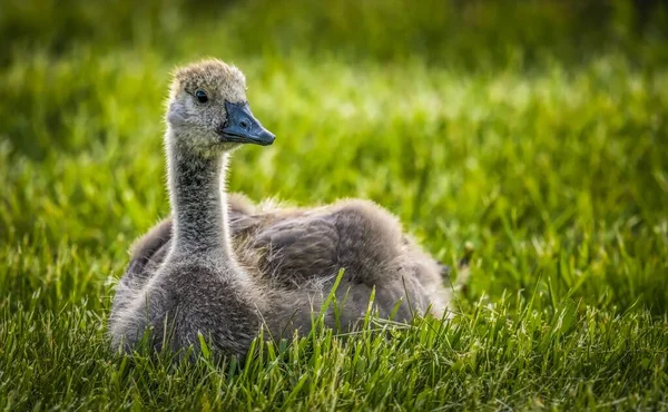 一只可爱的灰色小鸭宝宝坐在草地上的特写镜头 — 图库照片