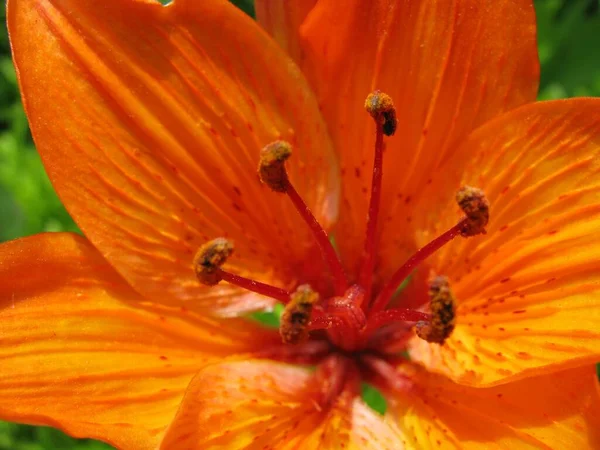 在模糊的背景上拍了一张带有雄蕊的橙色百合花特写 — 图库照片