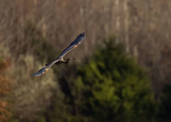 Heron Zburând Fundal Înceţoşat — Fotografie, imagine de stoc