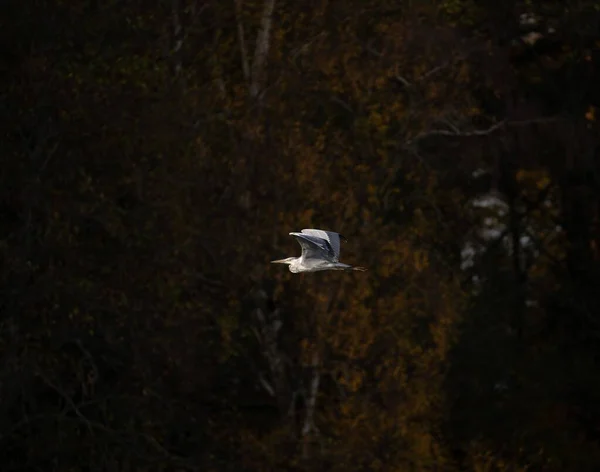 Сіра Чапля Літає Небі Деревами Задньому Плані — стокове фото