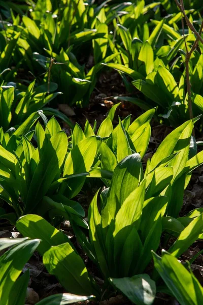 Enfoque Selectivo Ajo Salvaje Allium Ursinum Hojas Verdes Parque Tiro — Foto de Stock