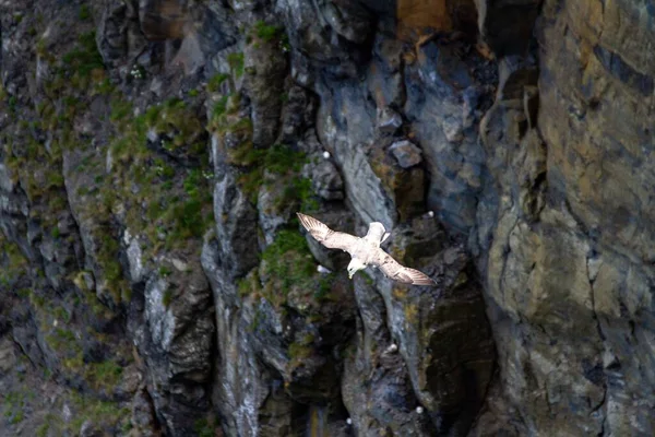 Чайка Біля Скелі Моер Графстві Клер Ірландія — стокове фото
