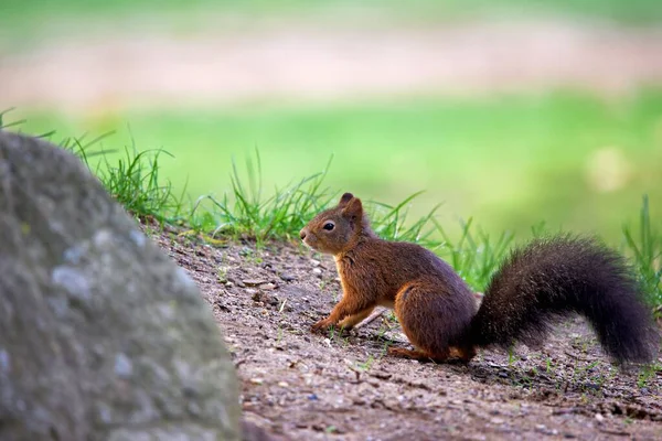 Tiro Perto Esquilo Vermelho Comendo Uma Rocha Uma Floresta Dia — Fotografia de Stock