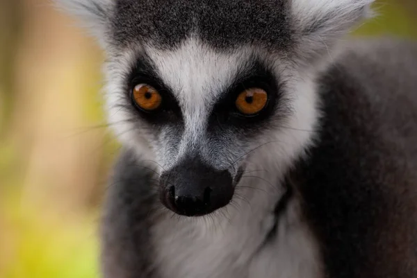 Closeup Shot Ring Tailed Lemur Hand Daytime Blurry Background — Stock Photo, Image