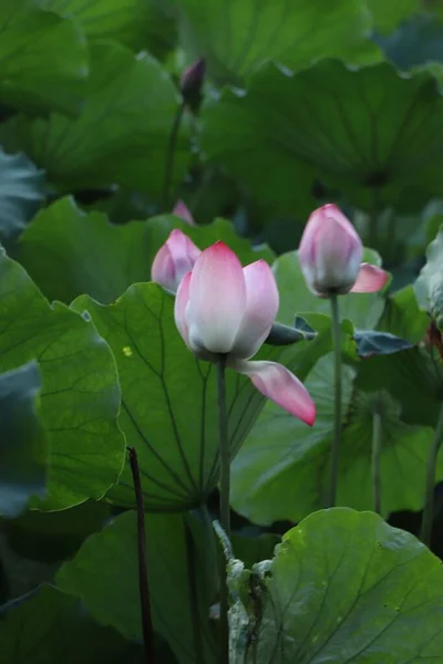 Eine Vertikale Aufnahme Von Lotusblumen Einem Garten — Stockfoto