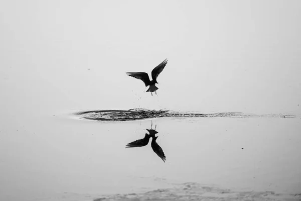 Вибірковий Фокус Сірий Знімок Чайки Літає Над Водою — стокове фото