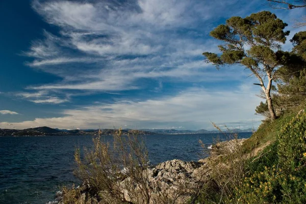 Stromy Rostliny Břehu Klidným Mořem Pozadí Pod Modrou Oblohou — Stock fotografie