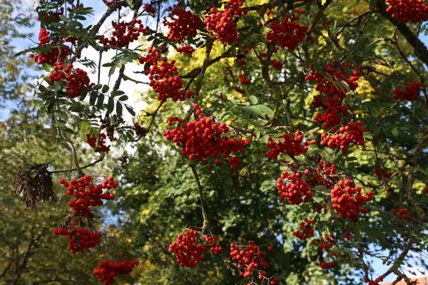 Low Angle Shot Red Rowan Berries Rowan Tree Branches — Stock Photo, Image