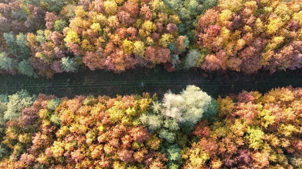 Flygbild Vacker Skog Fylld Med Höstträd Och Luftledning — Stockfoto