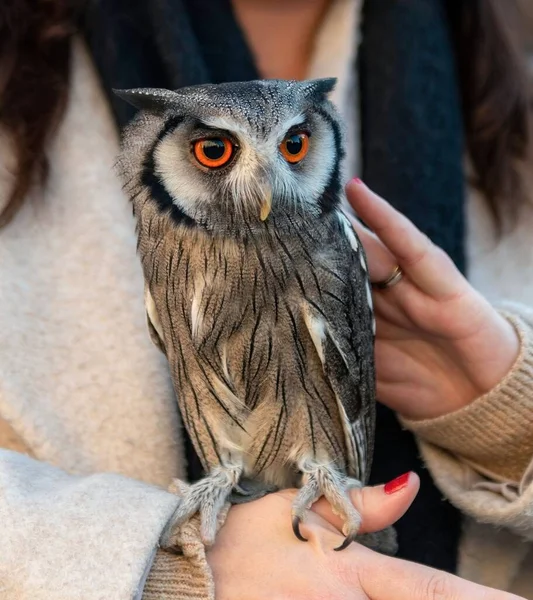 Closeup Shot Beautiful Brown Owl Orange Eyes Perched Persons Hand — Stock Photo, Image