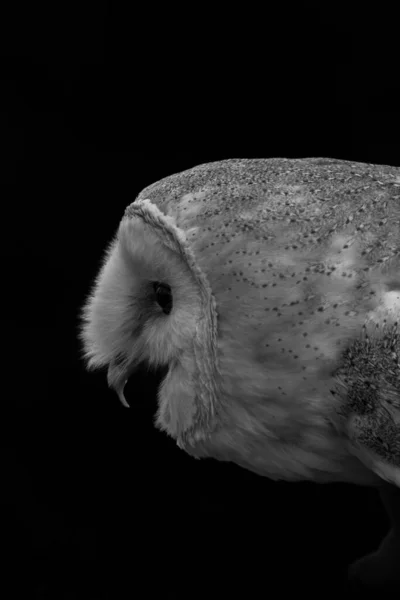 Monochrome Closeup Barn Owl Black Background — Stock Photo, Image