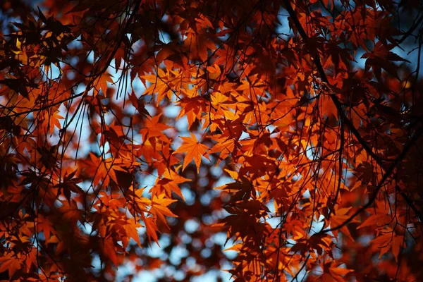 一片低角的秋叶 — 图库照片