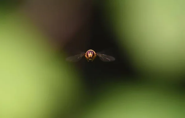 Selective Focus Hoverfly Flight — Stock Photo, Image
