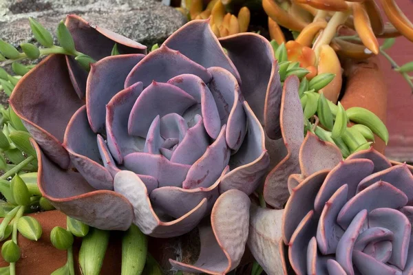 정원에 자주색 에체베리아 식물의 — 스톡 사진
