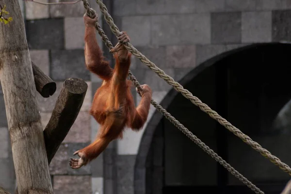 Pandangan Siang Hari Dari Monyet Orangutan Merah Berayun Tali Sebuah — Stok Foto