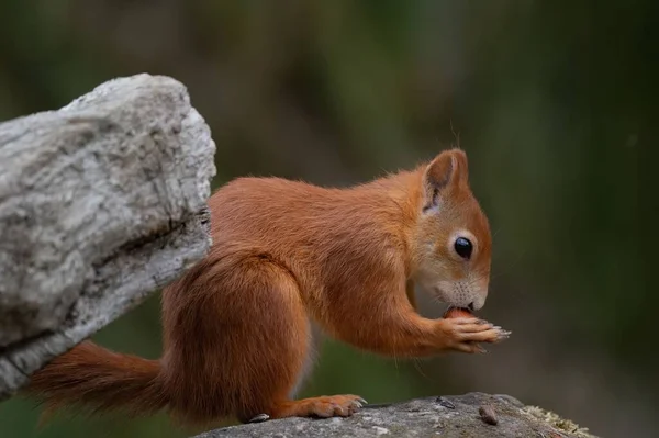 Eine Flache Aufnahme Eines Roten Eichhörnchens Freier Wildbahn — Stockfoto