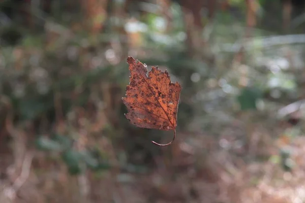 Płytkie Skupienie Zwiędłego Brązowego Liścia Spadającego Ziemię Jesienią — Zdjęcie stockowe