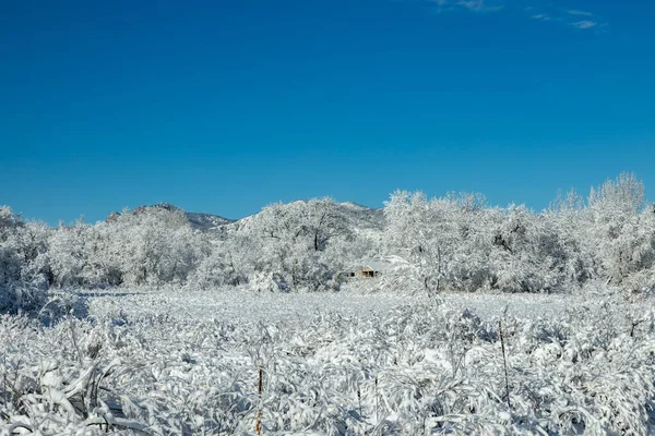 コロラド州の晴れた日の木立の中に小さな家がある雪に覆われたフィールド — ストック写真