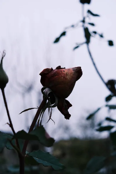Ένα Κοντινό Πλάνο Ενός Αποξηραμένου Τριαντάφυλλου — Φωτογραφία Αρχείου