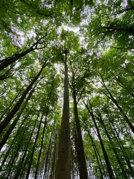 Güneşli Bir Günde Ormandaki Uzun Ağaçların Dikey Alçak Açılı Görüntüsü — Stok fotoğraf
