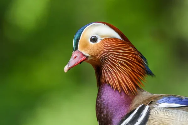 Sebuah Gambar Close Dari Burung Mandarin Pada Latar Belakang Hijau — Stok Foto