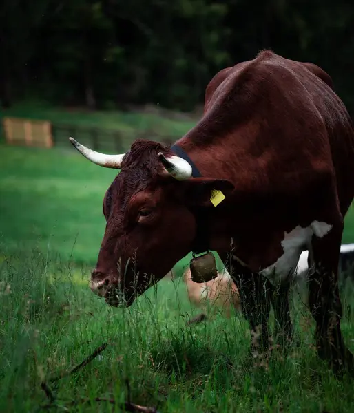 Une Vache Brune Pâturant Prairie Verte — Photo