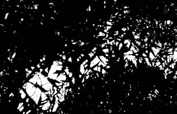 Uma Escala Cinza Ângulo Baixo Das Folhas Uma Árvore Céu — Fotografia de Stock