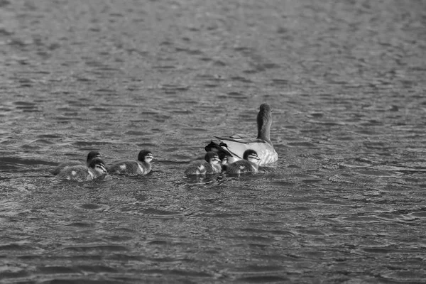 白纸黑字 白纸黑字 一只鸭子带着它的孩子漂浮在湖中 — 图库照片