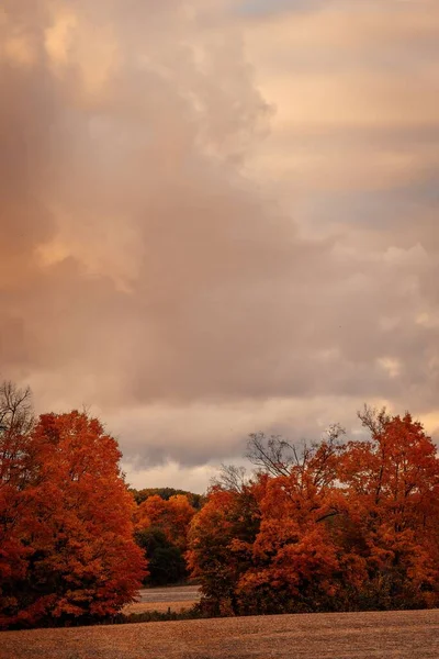 Parlak Ağaçlarla Çevrili Bir Tarla Turuncu Yapraklarla Bulutlu Bir Günde — Stok fotoğraf