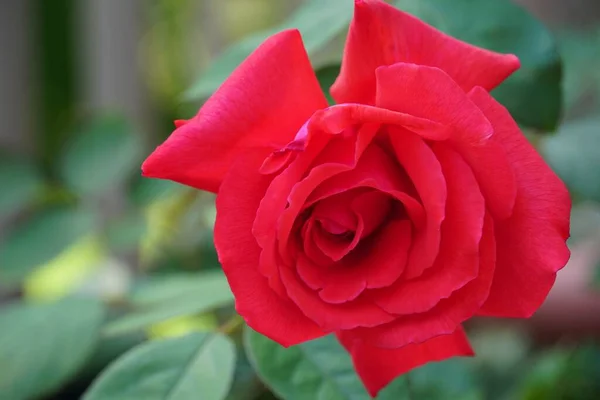Closeup Shot Red Rose Garden Day — Fotografia de Stock