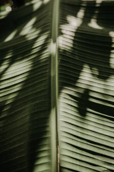 Eine Vertikale Aufnahme Tropischer Palmen Die Wald Wachsen — Stockfoto