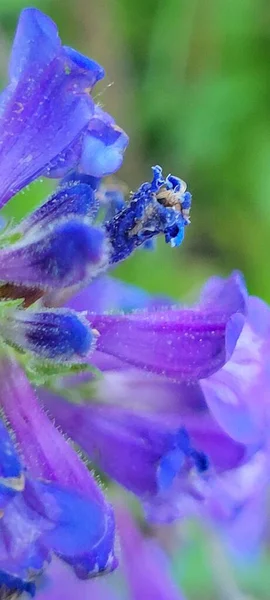 Pionowe Zbliżenie Strzał Niebieskiego Kwiatu Zielonymi Liśćmi — Zdjęcie stockowe