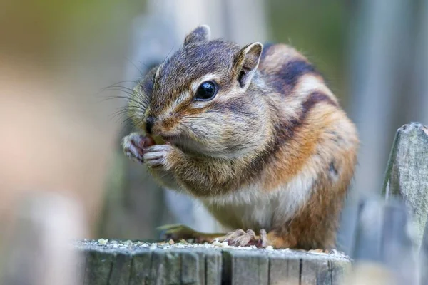 Ein Kleines Braunes Eichhörnchen Mit Verschwommenem Hintergrund — Stockfoto