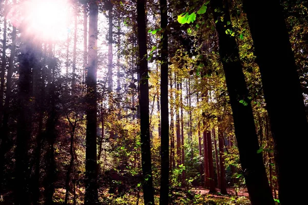 Σιλουέτα Των Ψηλών Κορμών Δέντρων Που Αιχμαλωτίζονται Από Λαμπερό Φως — Φωτογραφία Αρχείου