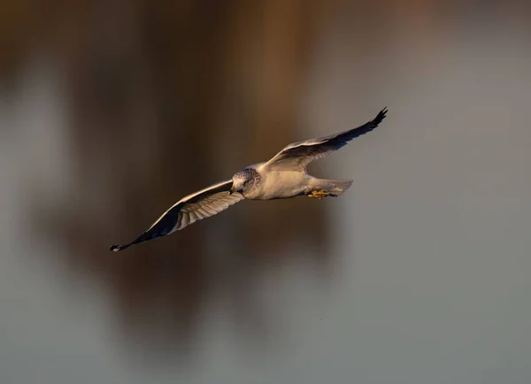 Вибірковий Фокусний Знімок Чайки Летить Чистому Небі — стокове фото