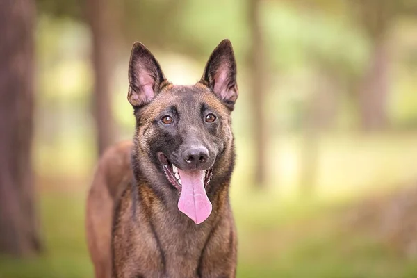 Esmer Bir Alman Çoban Köpeğinin Parkta Dilini Açtığı Seçici Bir — Stok fotoğraf