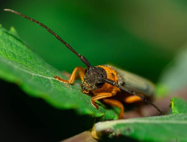 Selective Focus Bug Leaf — Stock Photo, Image