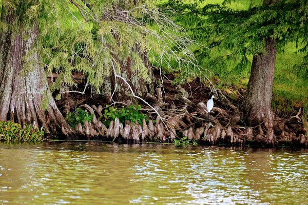 Πράσινοι Θάμνοι Και Δέντρα Πολλαπλών Ριζών Λαμπερό Νερό Της Λίμνης — Φωτογραφία Αρχείου