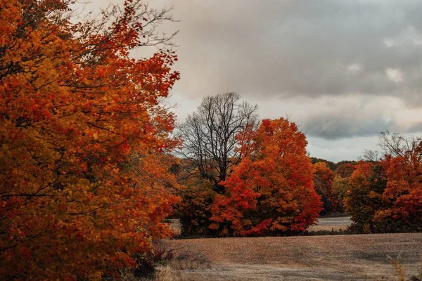 가을에 나무들 구름낀 날에는 오렌지 잎으로 둘러싸인 — 스톡 사진